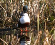 tn_Shoveler at Beaulieu 2007 27.JPG