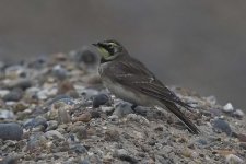 shorelark161006_7175-01.jpg