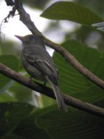 dark pewee 103.jpg