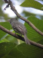 dark pewee 157.jpg