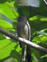 dark pewee 178.jpg