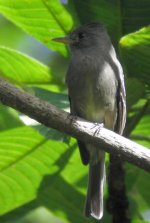 dark pewee 185.jpg