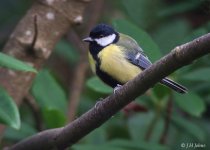 great-tit-0521.jpg