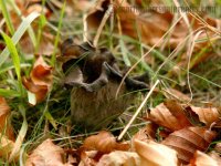 061112 Horn of plenty (Craterellus cornucopiodes) bf.jpg