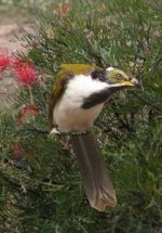 HoneyEaterBttleBsh.jpg