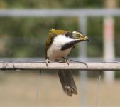 HoneyEaterBttleBsh3.jpg