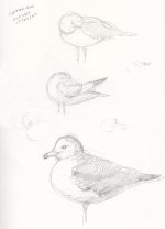 common-gull-sketch.jpg