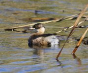 Little Grebe 002 (Medium).JPG