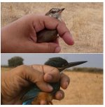 great reed warbler and kingfisher Agia Pereskevi 210817 photo Eleni Galinue.JPG