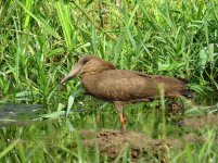 Hamerkop klein.jpg