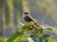 Swamp Flycatcher klein.jpg