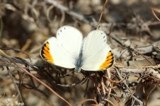 Desert Orange Tip sp 2.jpg