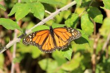 Monarch sp 2.jpg