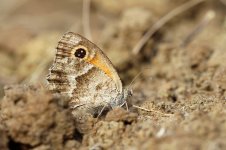 Southern Gatekeeper sp 1.jpg