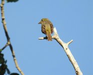 western tanager 1 small.jpg