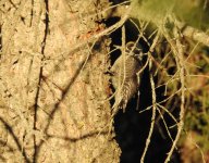 am three toed woodpecker 2.JPG