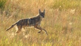 coyote  jasper small.jpg