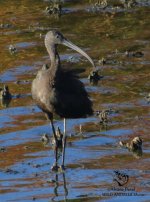 Glossy Ibis in Spain morito la mancha.jpg