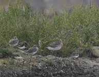 Bar Tailed Godwit_Girdle Ness_260817a.jpg