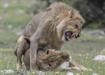 Lion.  Etosha NP-40.jpg