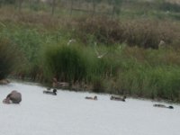 Wader ID-2.jpg