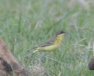 Wagtail 2 2.JPG