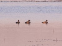 3Ducks @ Dollarville.jpg