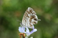 Geranium Bronze sp 3.jpg