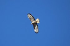 Honey Buzzard sp 2.jpg