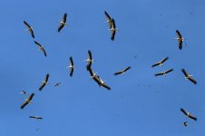 White Storks sp 1.jpg