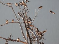 Cliff swallows small.jpg