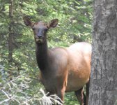 elk 2 banff small.jpg