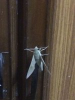 unknown moth theretra.jpg