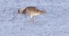 Cropped Sandpiper.png