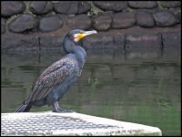 Phalacrocorax-capillatus_001.jpg