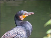 Phalacrocorax-capillatus_002.jpg