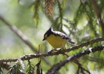 yellow tit2.JPG