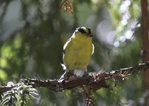 yellow tit3.JPG