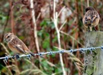 male-and-female-stonechats.jpg