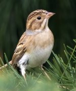 Clay-colored-Sparrow33hy.jpg