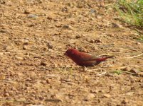 Red-billed Firefinch klein.jpg