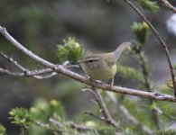 yb bush warbler2.JPG