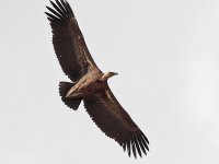 Ruppell's-Vulture-(3)-copy-web.jpg