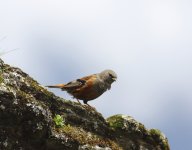 alpine accentor.JPG