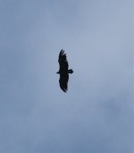 Black Vulture.jpg