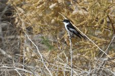 20170408 (12)_Semi-collared_Flycatcher.JPG