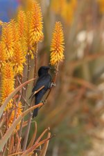 20170408 (44)Tristram's_Starling.JPG