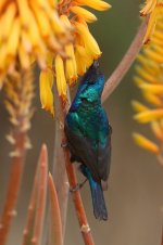 20170408 (45)_Palestine_Sunbird.JPG