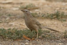 20170408 (59)_Arabian_Babbler.JPG