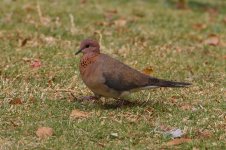 20170408 (69)_Laughing_Dove.JPG